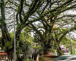 Image of Cihampelas Walk Bandung