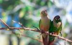 2 parrots together