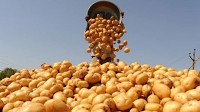 UP cop demands 5 kg potatoes as 'bribe', suspended after audio goes viral