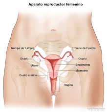 Resultado de imagen para cáncer cervical hombre
