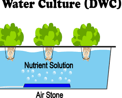 Deep Water Culture System