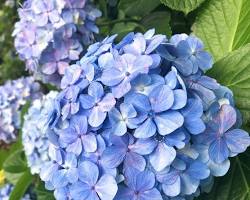 紫陽花の画像
