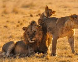 Lion in Serengeti National Park