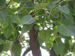 Image result for peepal tree in bodhgaya photo