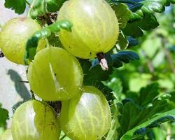 Gooseberry 