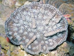 Image result for Mycetophyllia aliciae
