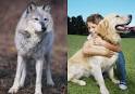 Domestication - , 