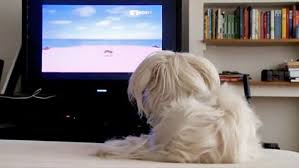 Tι είναι το Dog TV;
