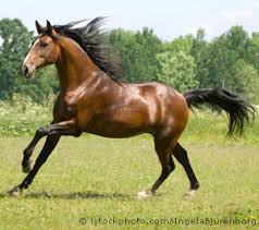 Image result for HORSE