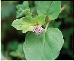 Image result for thazhuthama