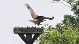 gänsegeier