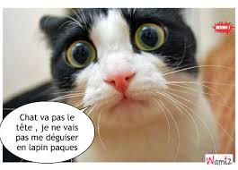 Résultat de recherche d'images pour "paques chat"