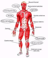Resultado de imagen para cuerpo humano