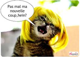 Résultat de recherche d'images pour "image de ch</div></body></html>