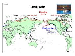 Image result for Tundra Swan Cygnuscolumbianus