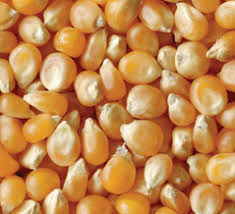 Resultado de imagem para entrega de milho, feijão e sorgo em sergipe