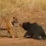 anatomy tiger-bear fight Maharashtra forest