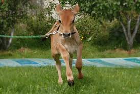 images?q=tbn:ANd9GcQjB_TLRMmZdjKfx-rN7boNjk4W1Brfjz9rQPBT_fPp2bubS7mVuA