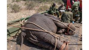 Kenya relocates 50 elephants to larger park, a sign poaching ...