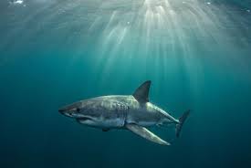 National Geographic - News update