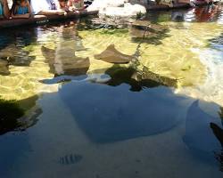 Image of Touch Tank at the Texas State Aquarium