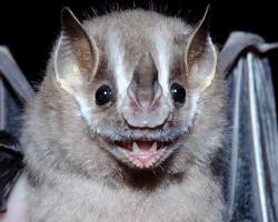 Image of Brazilian FreeTailed Bat