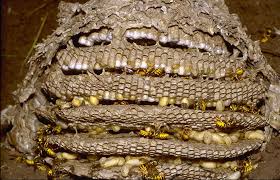 Résultats de recherche d'images pour « nid de guepes photo »