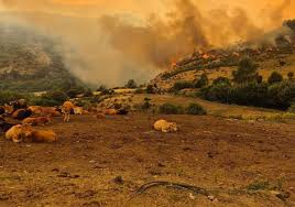 Leonoticias - News update