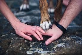 images?q=tbn:ANd9GcQjb9rFEgWPYzi5jYDBi7D