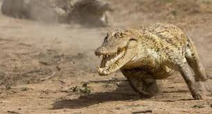 Image result for buaya aligator