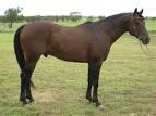 Znalezione obrazy dla zapytania australian stock horse