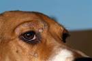 Symptome maladie de lyme chien