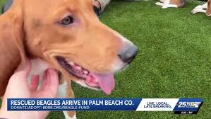 Beagles Rescued from Research Facility Find New Homes