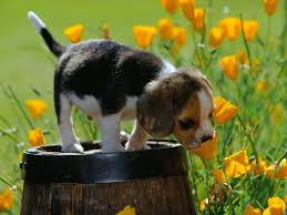 Resultado de imagem para primavera