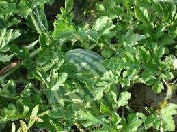 Image result for watermelon plant