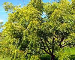 Image of Neem tree