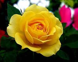 Image result for hd images of rose hd