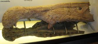 Image result for Spinosaurus