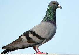 Image result for pigeons