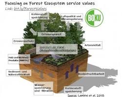 Ecosystem services in a forest