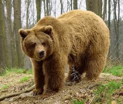 Resultado de imagem para urso pardo