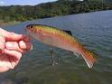 Best trout swimbait