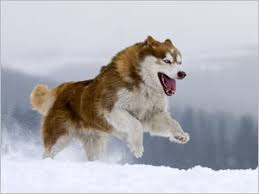 Résultat de recherche d'images pour