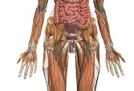 Resultado de imagen para cuerpo humano