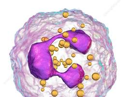 Image of Neutrophils (white blood cell)