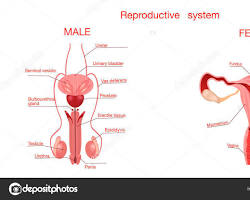 Reference Plate 5