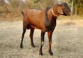 Image result for GOAT