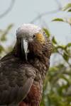 kaka do parrots live in the rainforest