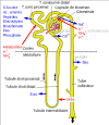 Masse volumique azotemia