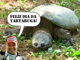 Resultado de imagem para tartaruga correndo